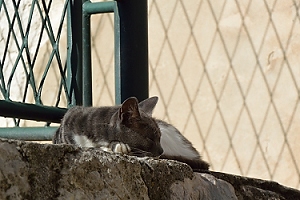 October 22, 2013<br>Sleepy cat in Dubrovnik.